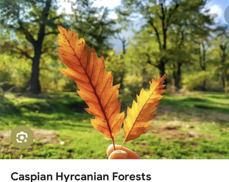 Hyrcanain Forest, UNESCO Heritage Burning